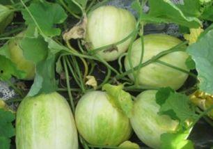 吃瓜的最佳时间,吃瓜最佳时光揭秘