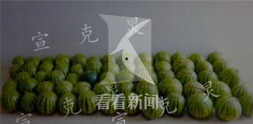 偷瓜被抓吃瓜,一场意外的瓜界风波