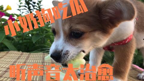 吃瓜白狗主人,吃瓜白狗主人的趣味日常