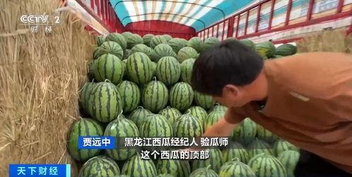 盐师吃瓜,揭秘校园吃瓜背后的故事