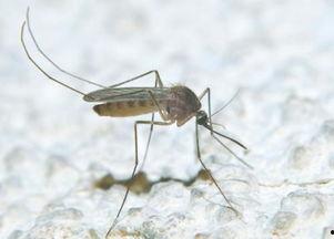 小蚊子吃瓜,揭秘瓜界趣闻