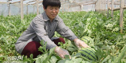 邢台隆尧吃瓜事件,一场网络热议背后的真相与反思