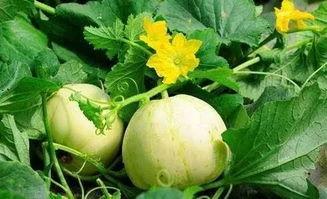 梦里吃小白瓜,探寻梦中小白瓜的神秘之旅