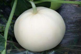 吃梨瓜的动物,探寻吃梨瓜的神秘动物之谜