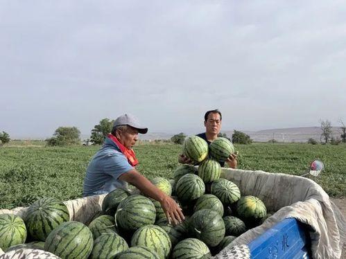 西港吃瓜事件,揭秘网络舆论的风暴与反思