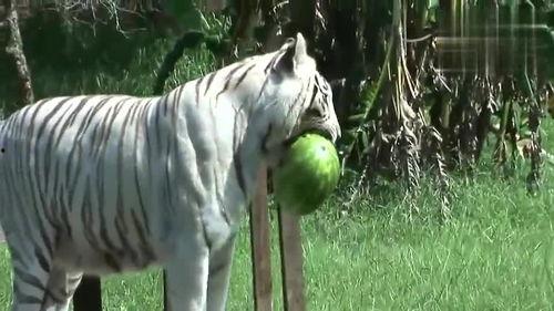 王老虎吃瓜,王老虎的瓜田奇遇记