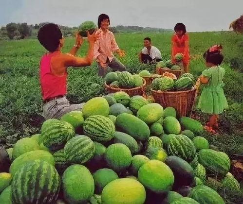 吃瓜从哪里来,探寻瓜类美食的传承之路