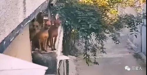 爬墙头吃瓜,揭秘娱乐圈幕后故事