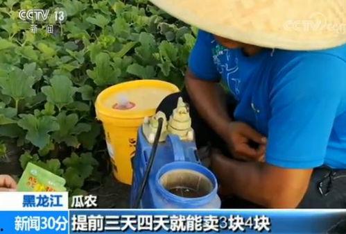 孕妇可以吃嘎嘎瓜,嘎嘎瓜，孕妇的天然营养佳品