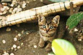 吃瓜少年vs干饭猫,一场趣味横生的美食对决