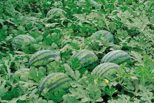 吃瓜群的群名,一场网络社交的狂欢盛宴