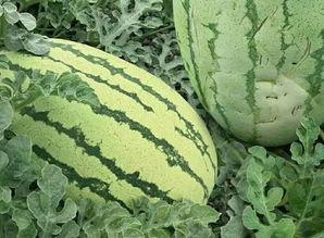 玫琳瓜怎么吃,玫瑰香瓜的多彩食法揭秘