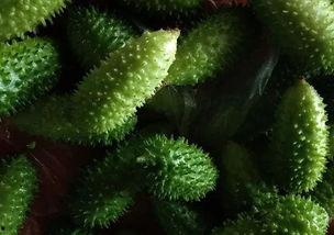 野刺瓜怎么吃,探索自然美味的新选择