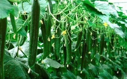 干大瓜怎么吃,解锁美味新境界