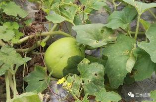 琳琅吃瓜,揭秘娱乐圈幕后故事