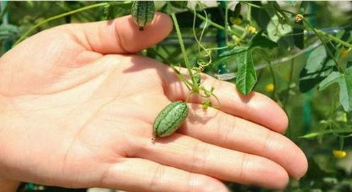 梦见上树摘瓜吃,树上摘瓜的奇幻之旅