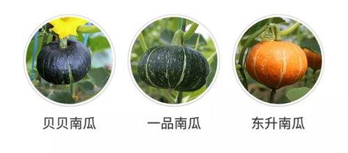 吃瓜发现是自己学校,我校瓜田里的那些事儿