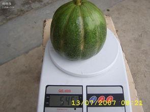 青皮瓜怀孕可以吃吗,青皮瓜的安全性解析