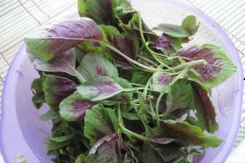 苋菜和茄瓜能一起吃吗吗,健康美味两不误