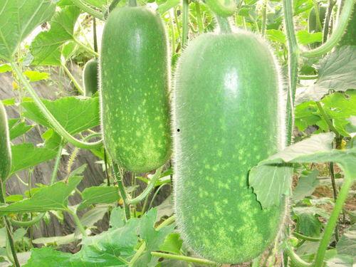 脉动吃瓜视频大全