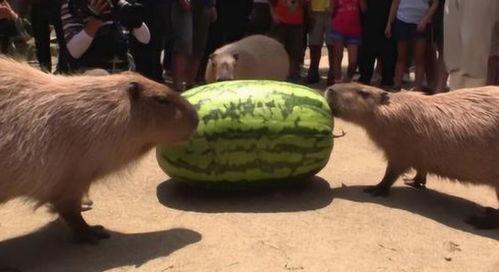 热心吃瓜机器,网络舆论场的新生力量