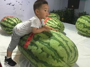 诸暨吃瓜群众事件,网络舆论的狂欢与反思