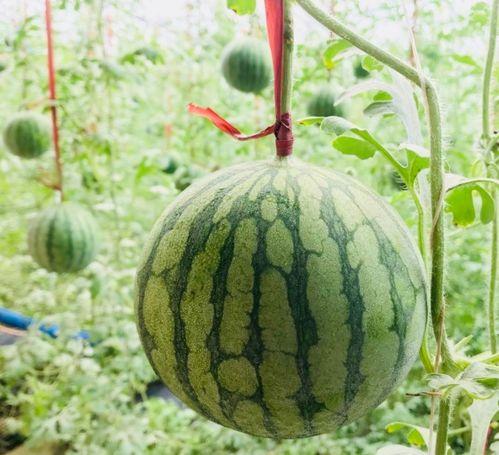 马上吃不起瓜,揭秘“马上吃不起瓜”背后的民生困境