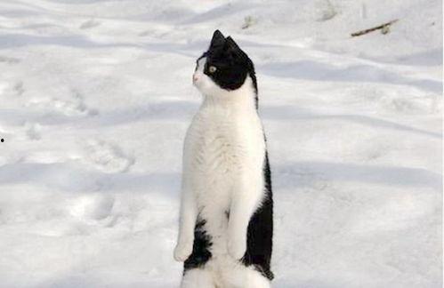 吃瓜的阿呆,揭秘娱乐圈幕后故事