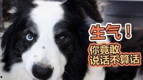 狗前排吃瓜,萌态十足！