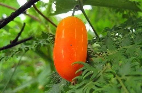 茅瓜怎么吃,多样吃法，尽享健康美味