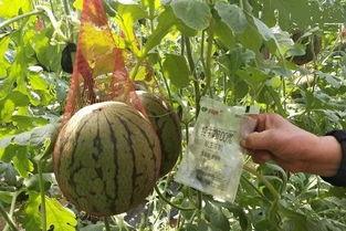 婚庆销售吃瓜,揭秘吃瓜群众的甜蜜秘密