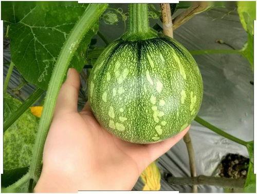 天t律所吃瓜,揭秘法律界的“吃瓜”风云