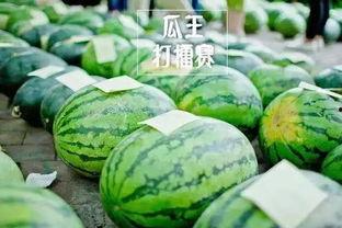 吃瓜比赛猜猜重量,吃瓜比赛趣味副标题揭晓