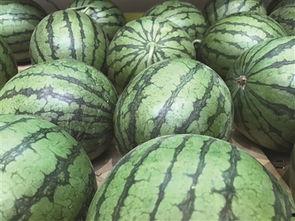 楠瓜头吃瓜,揭秘瓜界风云录