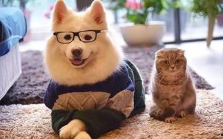 宠物奇葩造型带你吃瓜,带你领略萌宠界的“吃瓜”盛宴