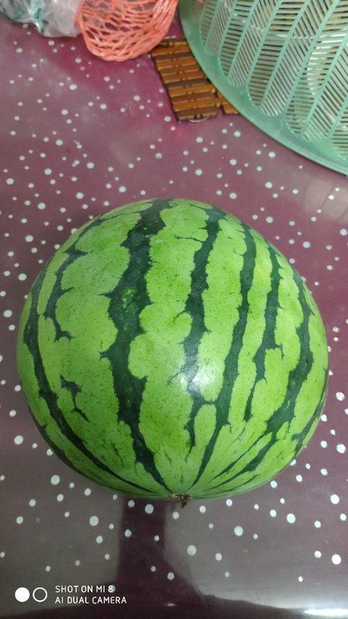 吃瓜肚子变大,揭秘“瓜肥”背后的真相