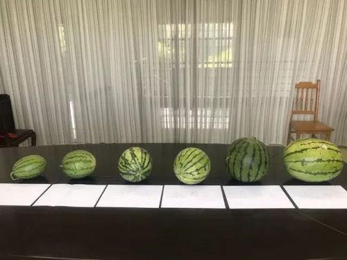 姑苏玉瓜怎么吃,解锁传统美食的独特风味