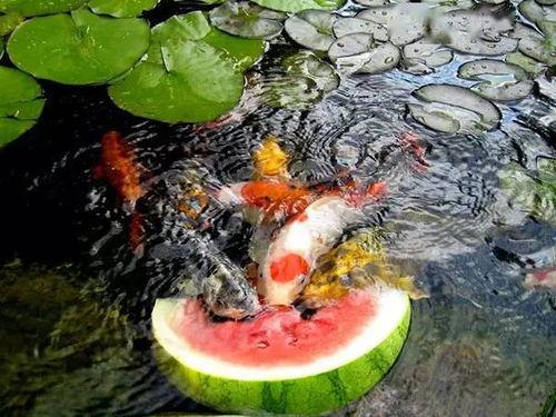 锦鲤电台吃瓜,揭秘娱乐圈的“吃瓜”风云