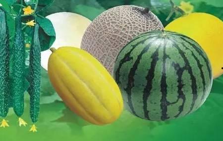 步北游吃瓜,揭秘吃瓜群众的狂欢盛宴