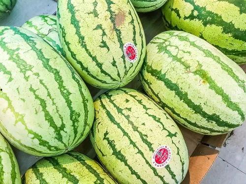 瓜中吃瓜,揭秘网络热词背后的趣味与思考