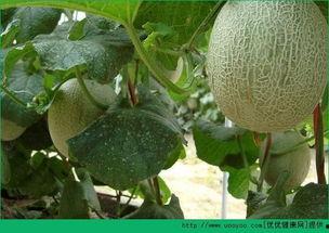 吃哈密瓜变聪明