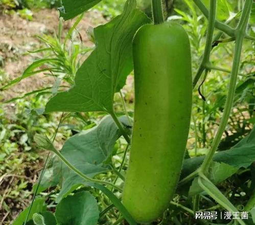 吃瓠子瓜会放屁