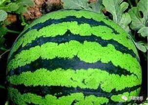 吃瓜的声音很甜,揭秘夏日消暑美食的秘密